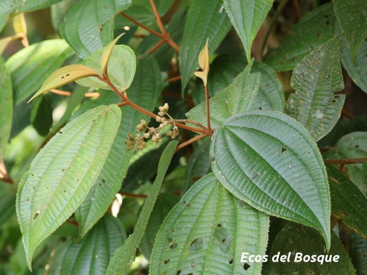 Miconia bubalina