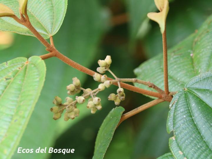 Miconia bubalina