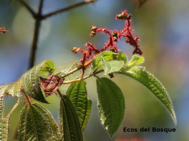 Miconia lacera