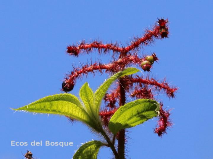 Miconia lacera
