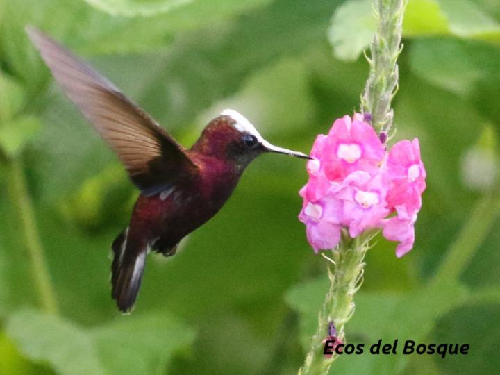 Microchera albocoronata