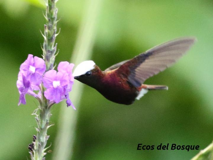 Microchera albocoronata