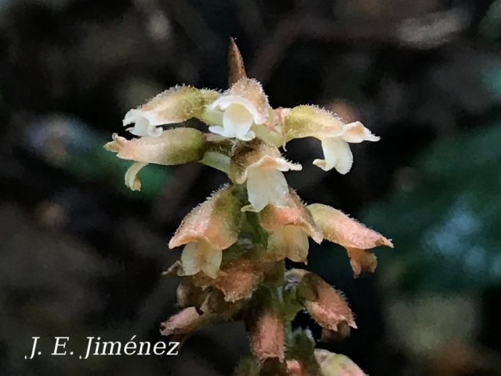 Microchilus sp.