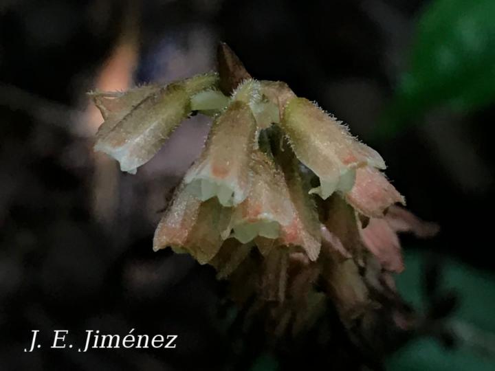 Microchilus sp.