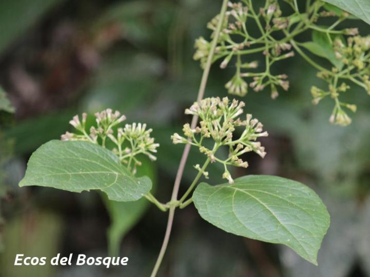 Mikania micrantha