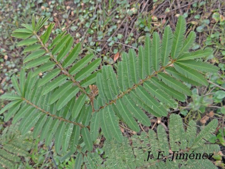 Mimosa pigra