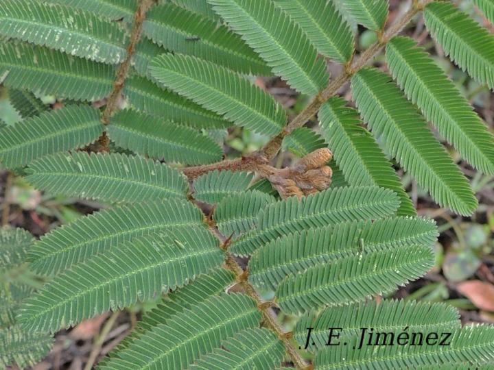 Mimosa pigra