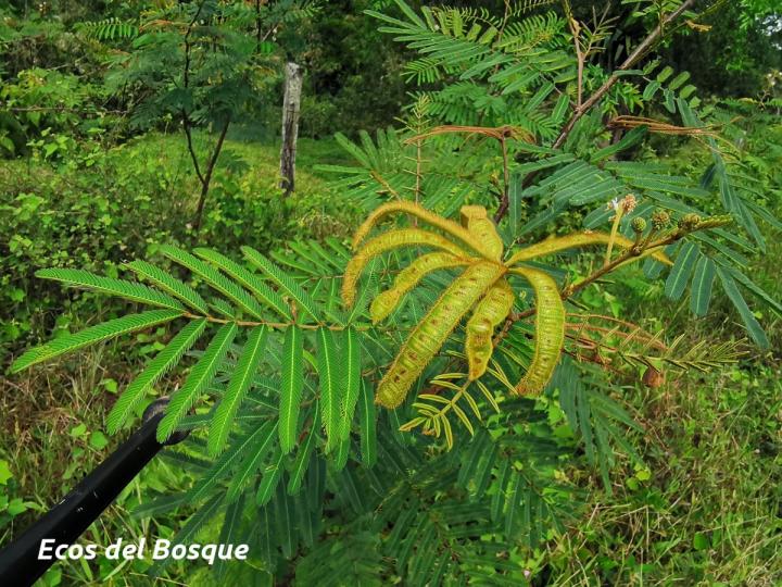 Mimosa pigra