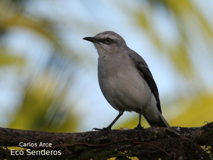 Mimus gilvus (Sinsonte tropical)