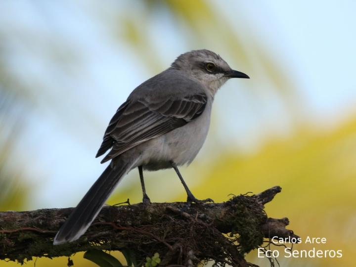 Mimus gilvus (Sinsonte tropical)