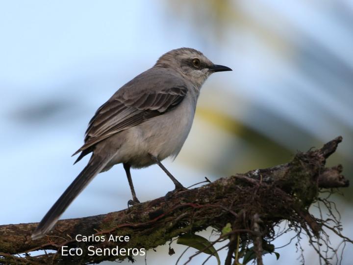 Mimus gilvus (Sinsonte tropical)