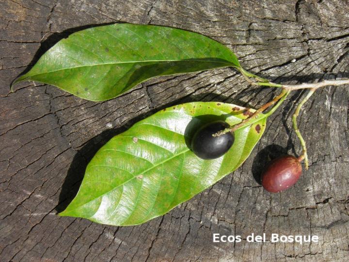 Minquartia guianensis