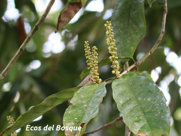 Minquartia guianensis
