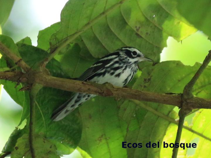 Mniotilta varia