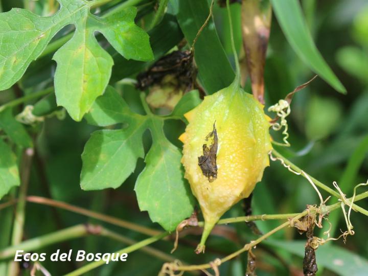 Momordica charantia (Sorosí)