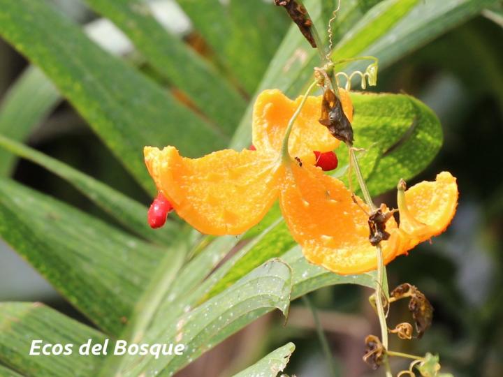 Momordica charantia (Sorosí)