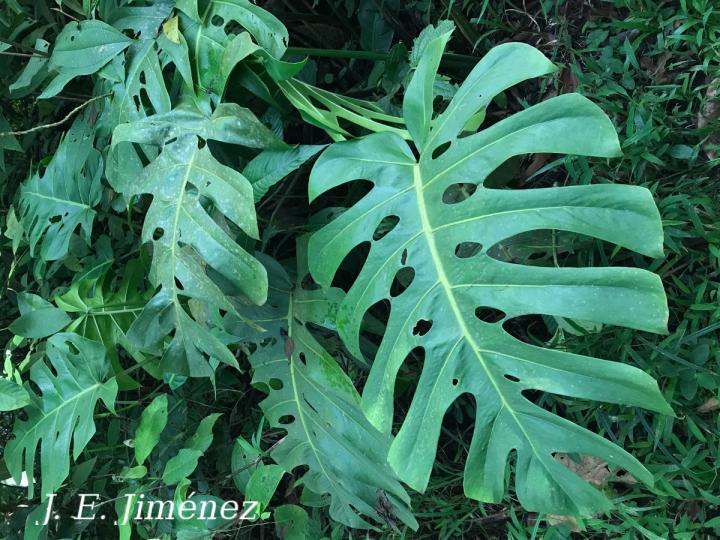 Monstera deliciosa
