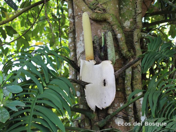 Monstera tenuis