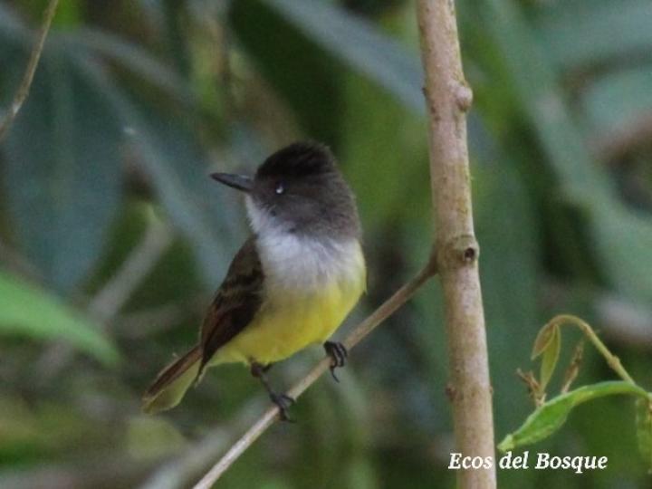 Myiarchus tuberculifer