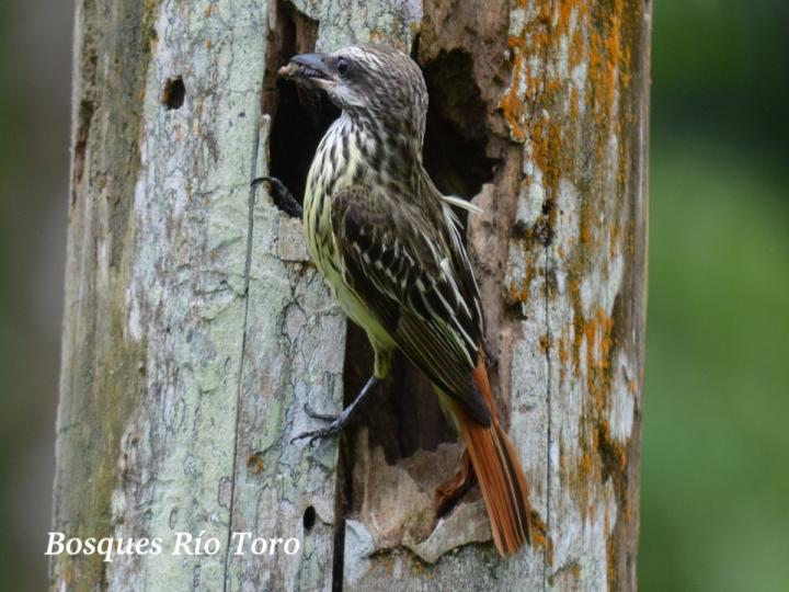 Myiodynastes luteiventris