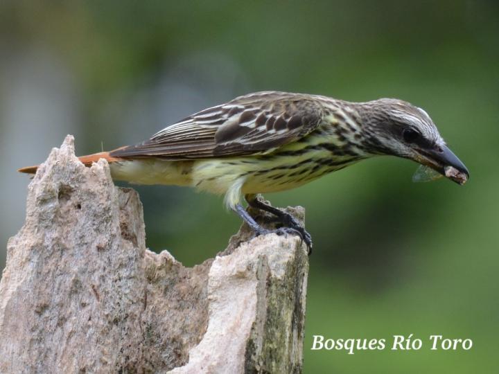 Myiodynastes luteiventris