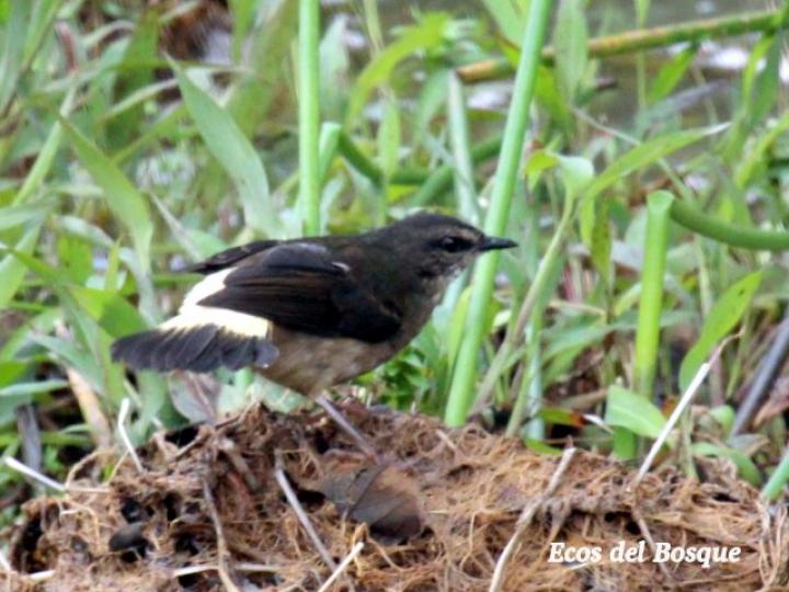 Myiothlypis fulvicauda