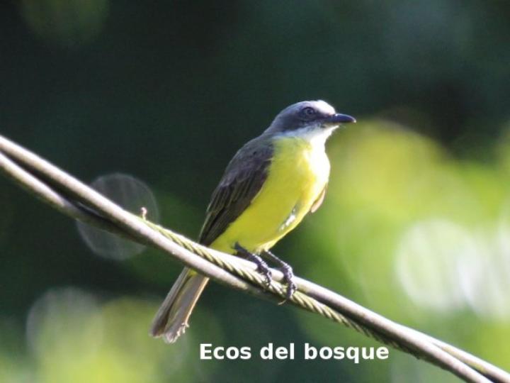 Myiozetetes granadensis