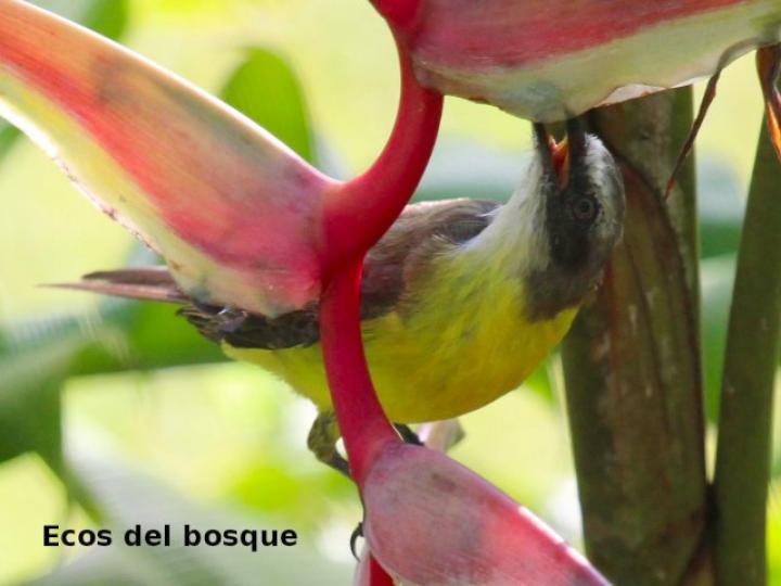 Myiozetetes granadensis