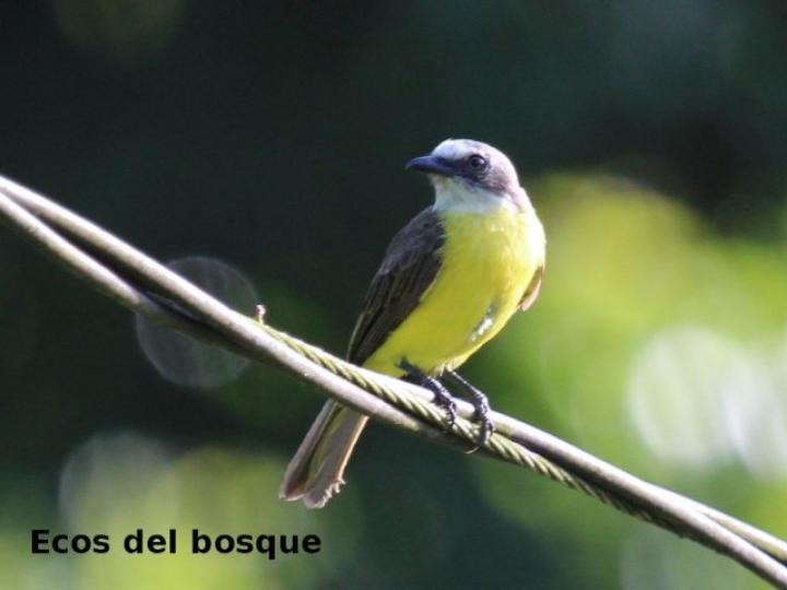 Myiozetetes granadensis