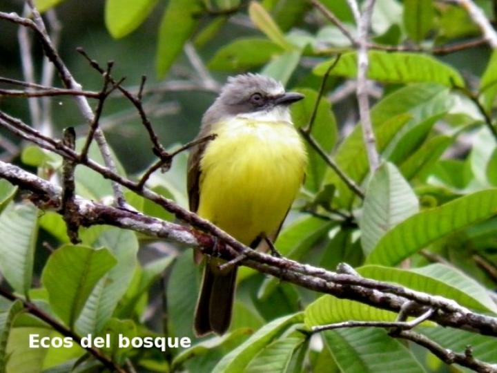 Myiozetetes granadensis