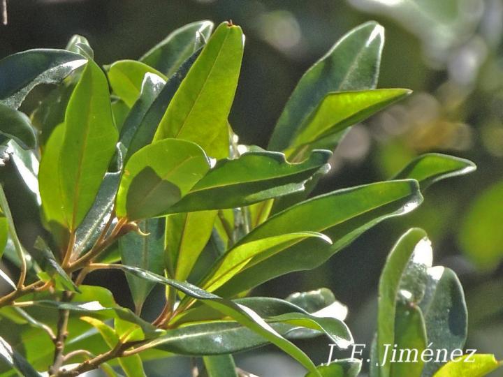 Myrsine coriacea
