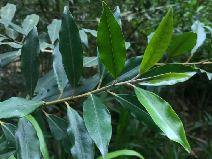 Myrsine coriacea