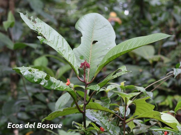 Neea urophylla