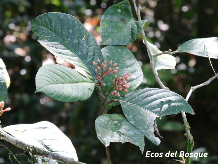 Neea urophylla