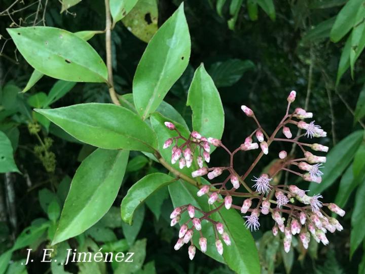 Neomirandea eximia
