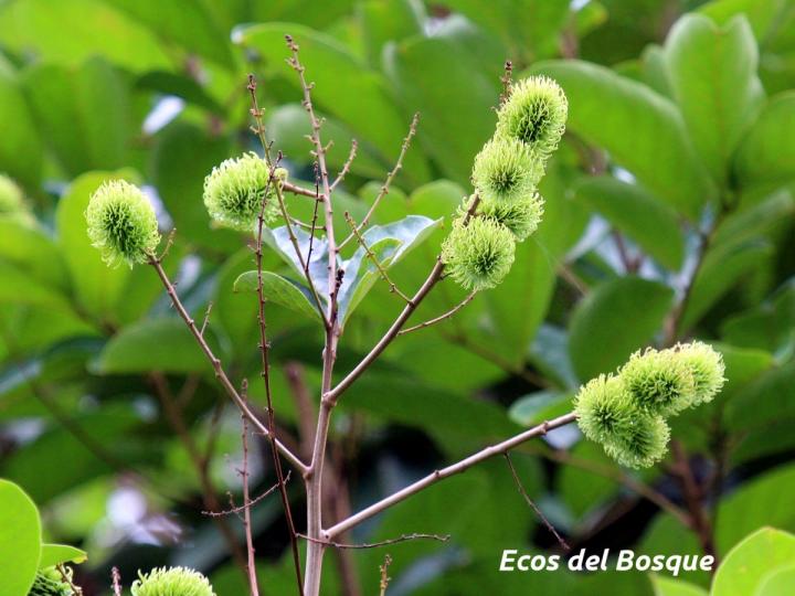 Nephelium lappaceum