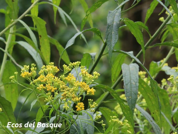 Neurolaena lobata (Gavilana)