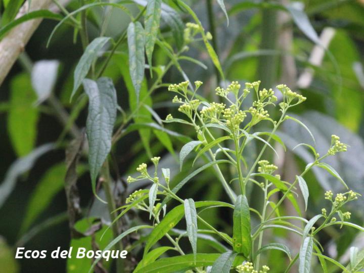 Neurolaena lobata (Gavilana)