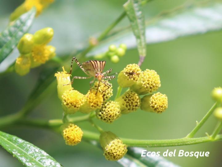 Neurolaena lobata (Gavilana)