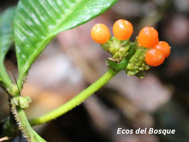 Notopleura polyphlebia