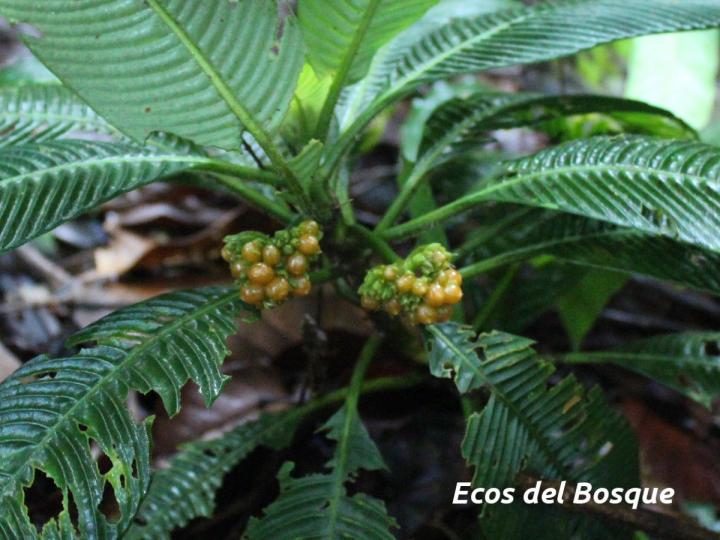 Notopleura polyphlebia