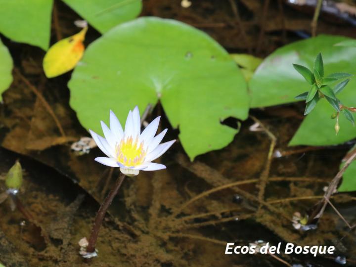Nymphaea caerulea