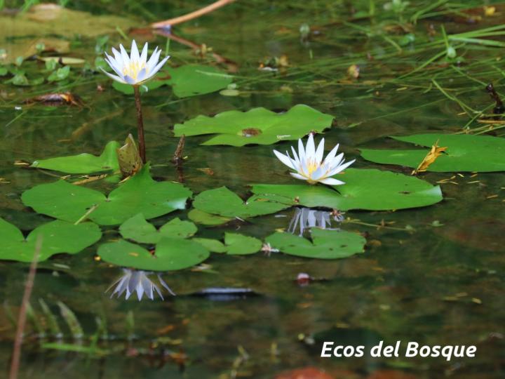 Nymphaea caerulea