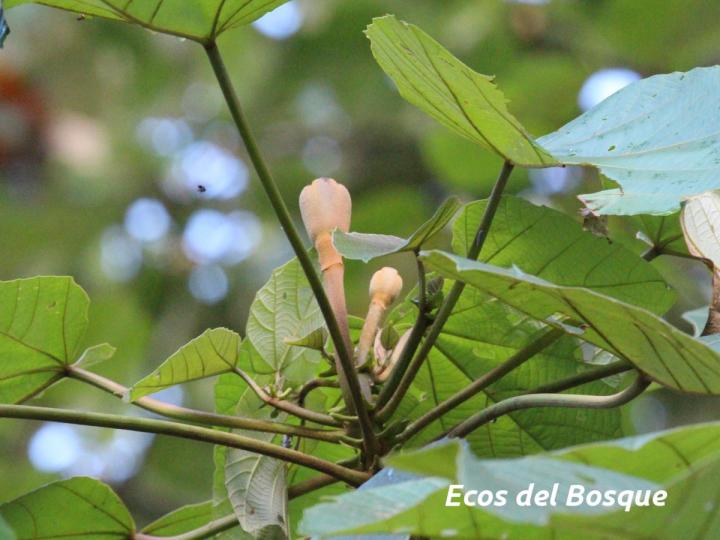 Ochroma pyramidale