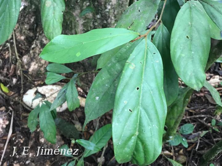 Ocotea Sp.1