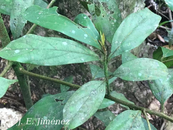 Ocotea Sp.1