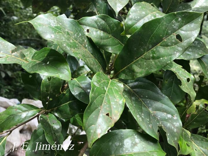 Ocotea sp. 2