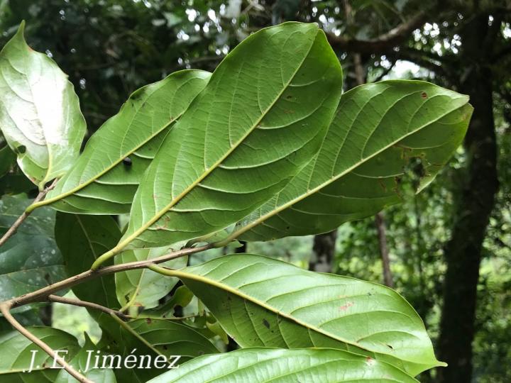 Ocotea sp. 2
