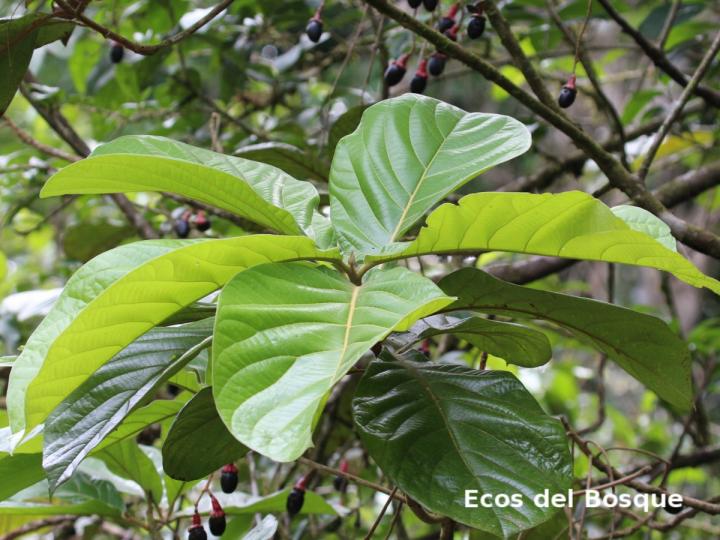 Ocotea valerioides