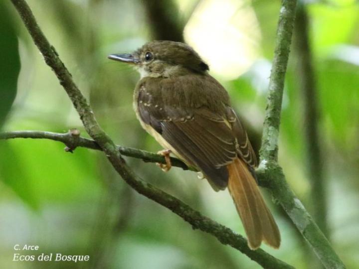 Onychorhynchus coronatus